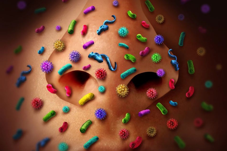 Бактерии могут перемещаться из носа в мозг и вызывать болезнь Альцгеймера