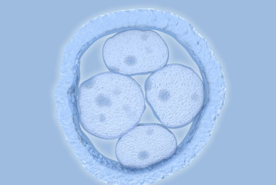 Тотипотентные стволовые клетки может привести к крупному прорыву в регенеративной медицине