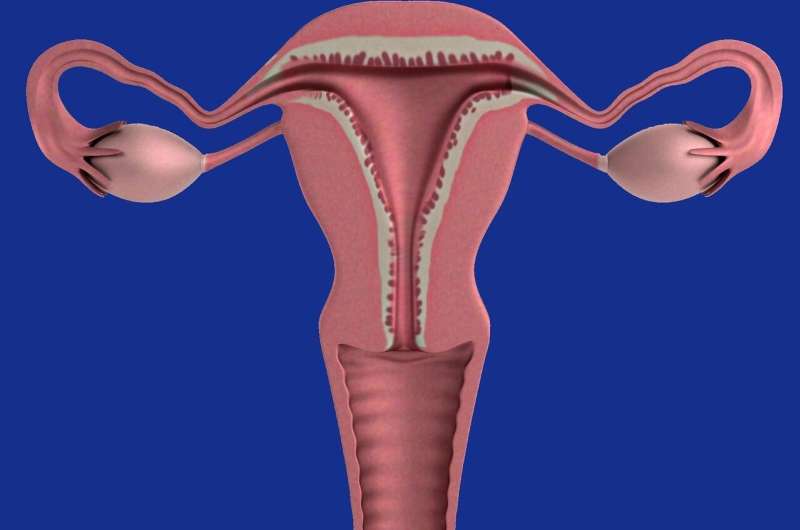 Исследователи определяют потенциальные подходы к изменению вагинального микробиома