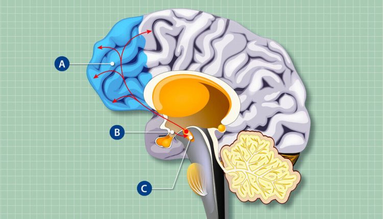 Клетки, контролирующие чувство голода, влияют на структуру и функции мозга