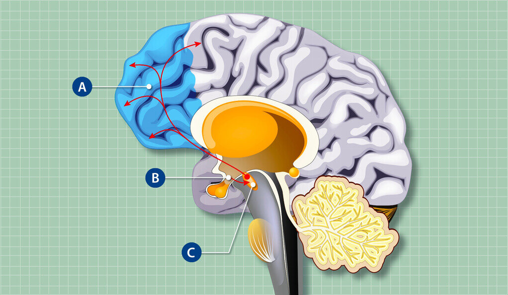 Клетки, контролирующие чувство голода, влияют на структуру и функции мозга