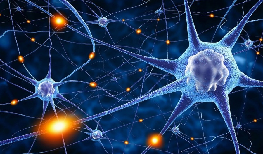 мозг нейроны