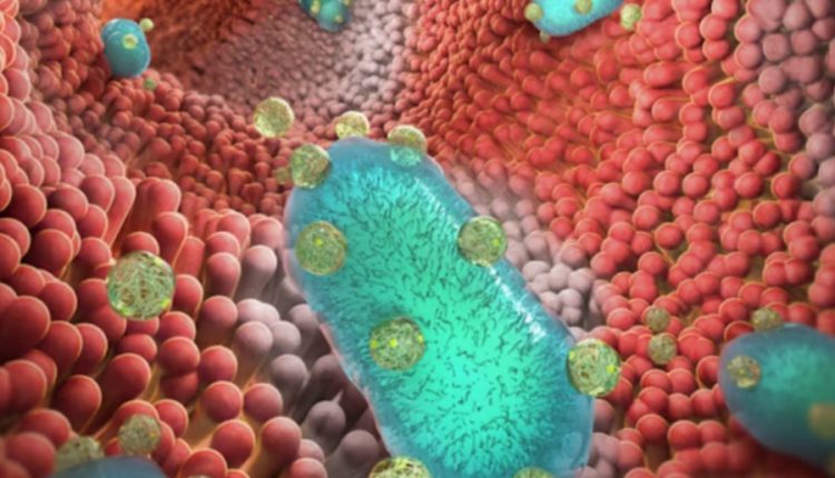 Наночастицы помогают пробиотикам бороться с воспалительными заболеваниями кишечника