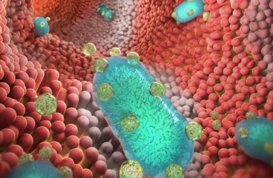 Наночастицы помогают пробиотикам бороться с воспалительными заболеваниями кишечника