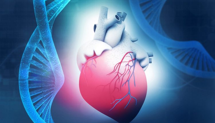 генная терапия может омолодить сердце на десятилетие