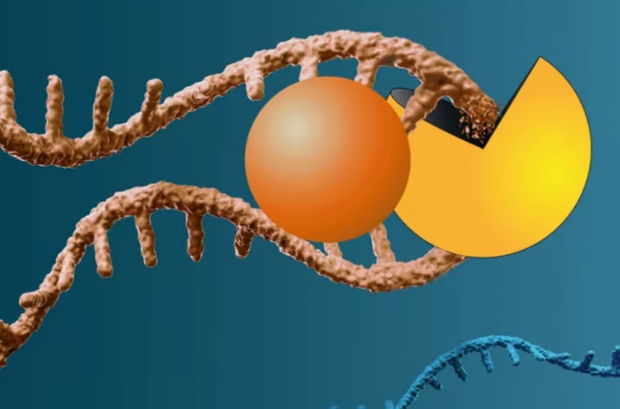 Новая молекула расщепляет РНК «не поддающегося лечению» гена, вызывающего рак