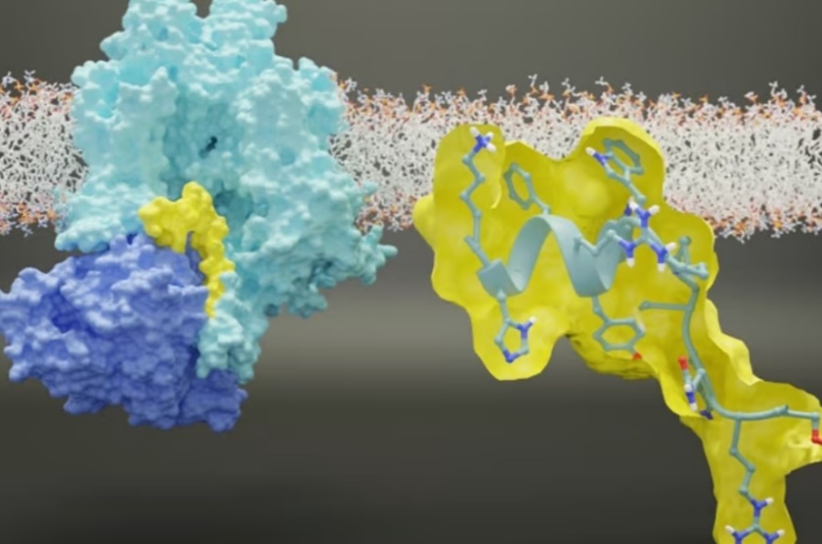 представление взаимодействия между натриевым ионным каналом NaV1.7 и белком-медиатором ответа на коллапсин 2 (CRMP2)