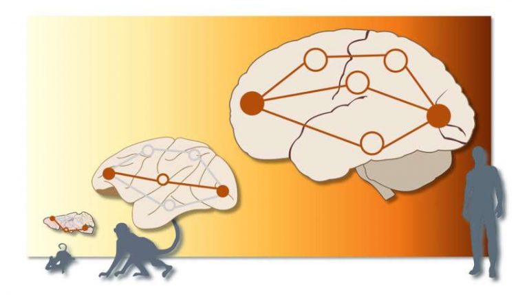 В мозгу человека наблюдается более параллельный «трафик», чем у животных