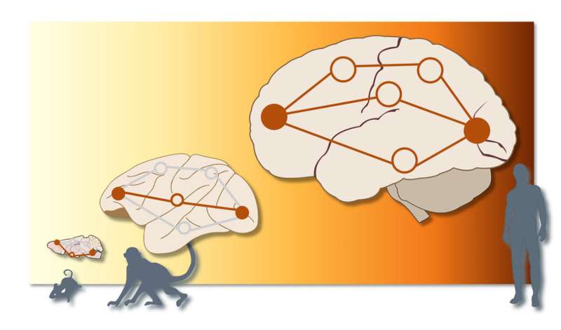 В мозгу человека наблюдается более параллельный «трафик», чем у животных