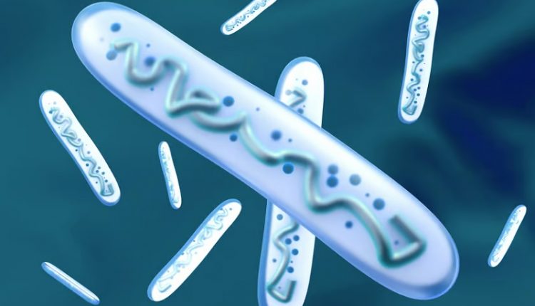 кишечные бактерии лактобациллы
