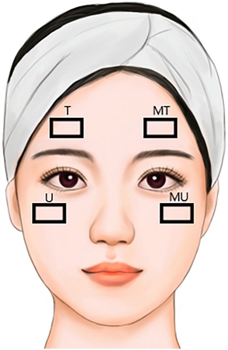 Иллюстрация лица, изображающая зоны макияжа. 